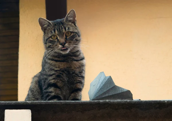 Katten Tittar Kameran Ovanifrån — Stockfoto
