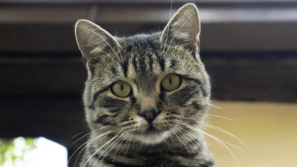 Porträtt Katt Som Tittar Rakt Kameran — Stockfoto