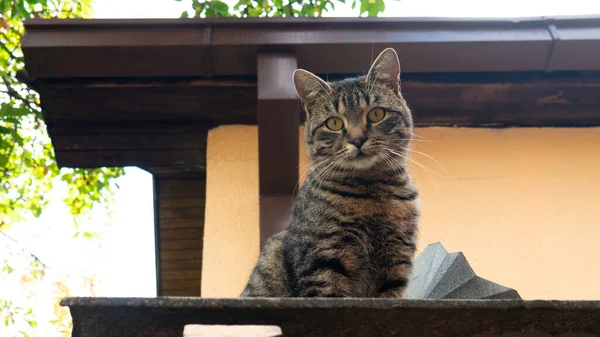 지붕에 줄무늬가 고양이 — 스톡 사진