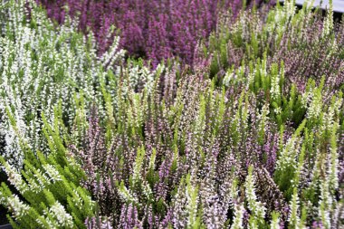 Erica çiçeği ya da bahçıvan fundalığı.