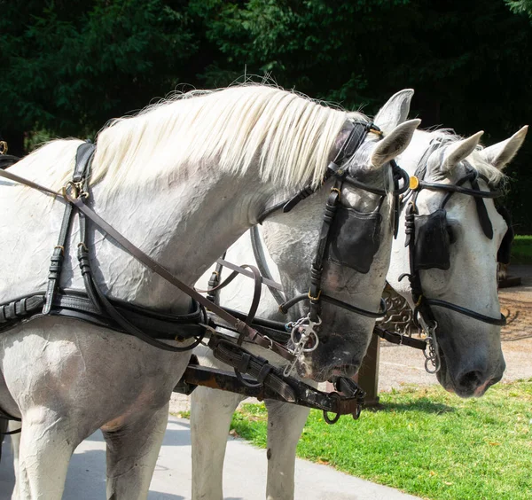 Dwa Białe Konie Zaprzęgnięte Słoneczny Letni Dzień Para Białych Koni — Zdjęcie stockowe