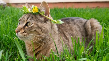 Cat outdoors with flowers on the head. Cat lying in the garden.