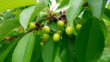 Ağaç dalında yeşil kirazlar.