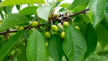 Baharda ağaçta olgunlaşmamış yeşil kirazlar.