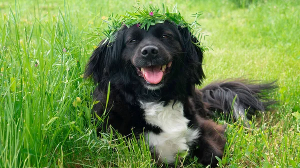 Portrait Black Dog Green Grass — Zdjęcie stockowe