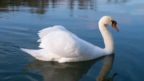 Graceful White Swan Swimming Lake Mute Swan — Foto Stock