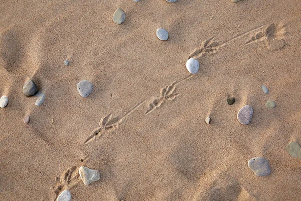 Yazın kumdaki kuş ayak izleri, soyut arkaplan