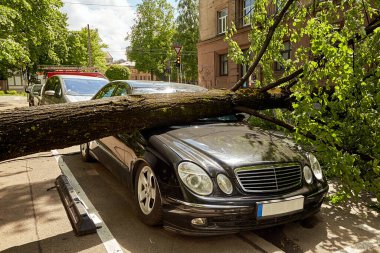28 Mayıs 2021, Riga Letonya: Şiddetli bir rüzgar yakındaki park halindeki bir arabanın üzerine düşen bir ağacı kırdı.