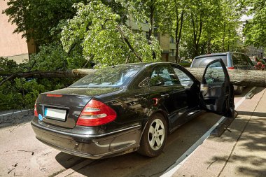 28 Mayıs 2021, Riga Letonya: Şiddetli bir rüzgar yakındaki park halindeki bir arabanın üzerine düşen bir ağacı kırdı.