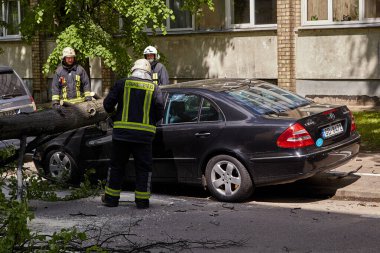 28 Mayıs 2021, Riga Letonya: Şiddetli bir rüzgar yakındaki park halindeki bir arabanın üzerine düşen bir ağacı kırdı.