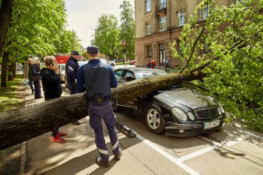 28 Mayıs 2021, Riga Letonya: Şiddetli bir rüzgar yakındaki park halindeki bir arabanın üzerine düşen bir ağacı kırdı.