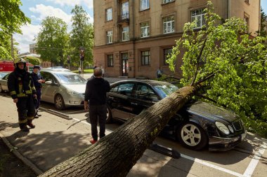28 Mayıs 2021, Riga Letonya: Şiddetli bir rüzgar yakındaki park halindeki bir arabanın üzerine düşen bir ağacı kırdı.
