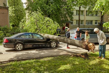 28 Mayıs 2021, Riga Letonya: Şiddetli bir rüzgar yakındaki park halindeki bir arabanın üzerine düşen bir ağacı kırdı.