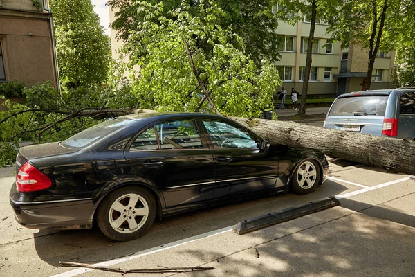 28 Mayıs 2021, Riga Letonya: Şiddetli bir rüzgar yakındaki park halindeki bir arabanın üzerine düşen bir ağacı kırdı.