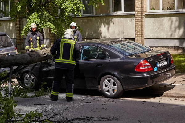 28 Mayıs 2021, Riga Letonya: Şiddetli bir rüzgar yakındaki park halindeki bir arabanın üzerine düşen bir ağacı kırdı.