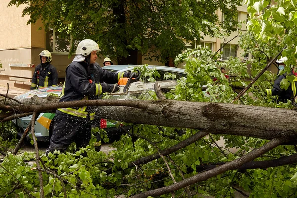 28 Mayıs 2021, Riga Letonya: Şiddetli bir rüzgar yakındaki park halindeki bir arabanın üzerine düşen bir ağacı kırdı.