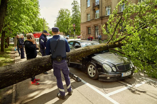 28 Mayıs 2021, Riga Letonya: Şiddetli bir rüzgar yakındaki park halindeki bir arabanın üzerine düşen bir ağacı kırdı.