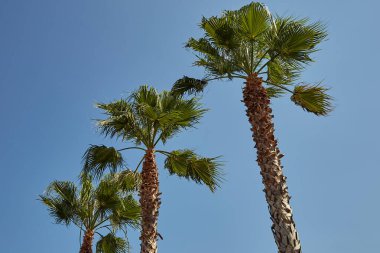 Akdeniz kıyılarında Türkiye 'de otelin yanındaki palmiye ağacı