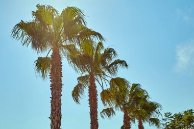 Akdeniz kıyılarında Türkiye 'de otelin yanındaki palmiye ağacı