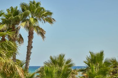 Akdeniz kıyılarında Türkiye 'de otelin yanındaki palmiye ağacı