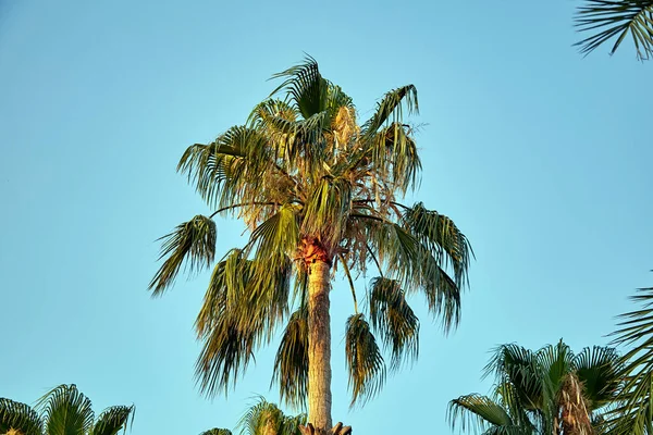 Akdeniz kıyılarında Türkiye 'de otelin yanındaki palmiye ağacı