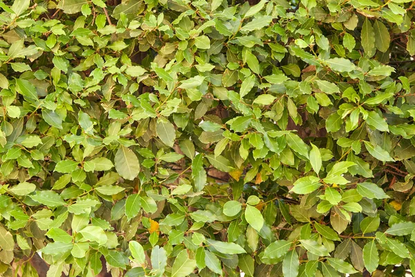 Arbusto Laurel Junto Hotel Pavo Orillas Del Mar Mediterráneo — Foto de Stock