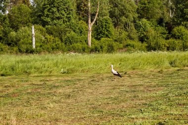 Bir leylek yazın yiyecek aramak için biçilmiş bir tarlada yürür.