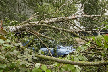 August 8, 2021,Riga Latvia: a strong wind broke a tree that fell on a car parked nearby, disaster background