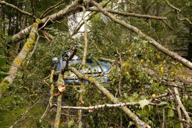 8 Ağustos 2021, Riga Letonya: Şiddetli bir rüzgar yakındaki park halindeki bir arabanın üzerine düşen bir ağacı kırdı.