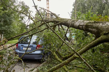 August 8, 2021,Riga Latvia: a strong wind broke a tree that fell on a car parked nearby, disaster backgr