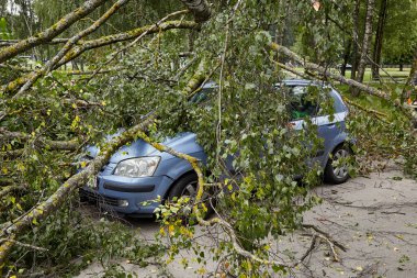 August 8, 2021,Riga Latvia: a strong wind broke a tree that fell on a car parked nearby, disaster background