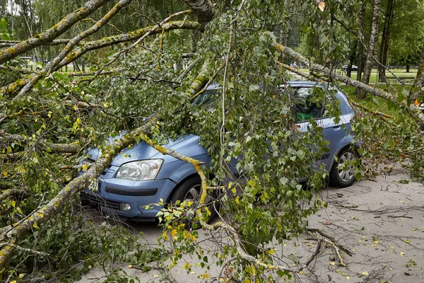 8 Ağustos 2021, Riga Letonya: Şiddetli bir rüzgar yakındaki park halindeki bir arabanın üzerine düşen bir ağacı kırdı.
