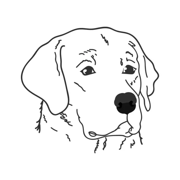 Ikona Wektorowa Głowy Labradora Rysowana Konturami — Zdjęcie stockowe