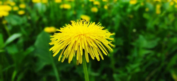 Macro Photo Yellow Dandelion — Zdjęcie stockowe