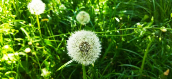 Close Photo White Dandelion — Stock Photo, Image