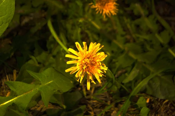 Macro Photo Yellow Dandelion — Zdjęcie stockowe