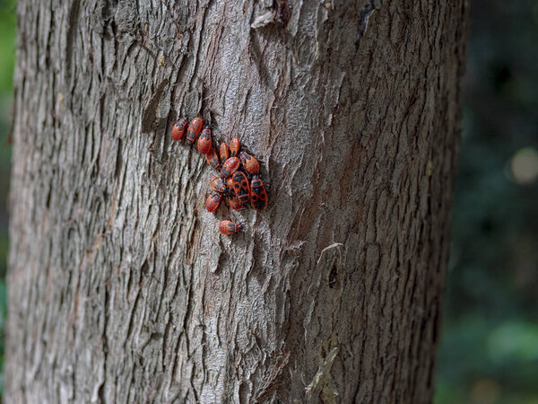 Красно-черные бьются втроем