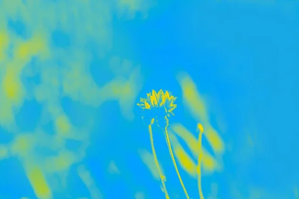 Bright Yellow Flower Blue Background Floral — Fotografia de Stock