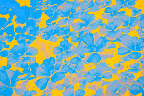 Blooming Blue Flowers Bright Yellow Background — Stock Photo, Image