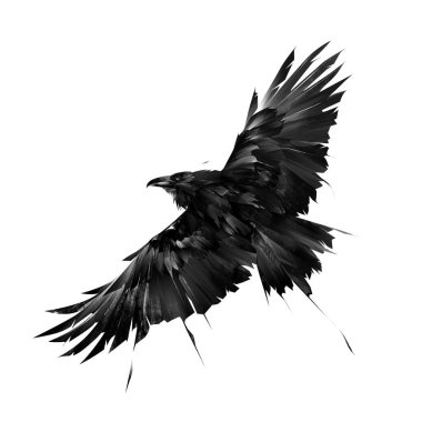 Beyaz arkaplanda uçan grafik kuzgun kuşu çizildi