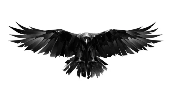 Mão desenhado pássaro corvo na frente no fundo branco — Fotografia de Stock