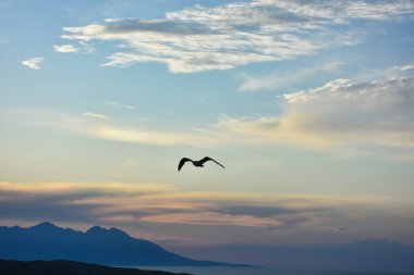 Bulutlu günbatımında bir kuş silueti