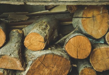 Geriye dönük ağaç kütükleri kümeler halinde kesilmiş