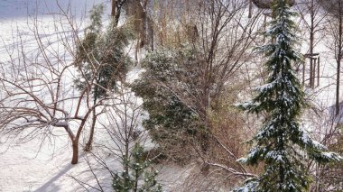Karlı bir günde, yeşil kış bitkilerine, uçak ağaçlarına ve kırmızı kahverengi ağaçlara sahip ağaç dalları.