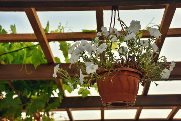 White Flowers Flower Pots Hanging Wooden Roof — Stock Photo, Image