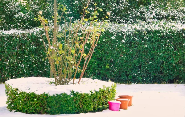 Zelené Zimní Rostliny Barevné Květináče Parku Sněžného Dne — Stock fotografie