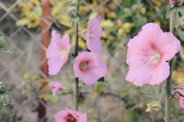 Tampilan Makro Bunga Ungu Dan Merah Muda Taman Depan Kabel — Stok Foto