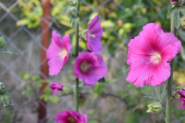 Vista Macro Flor Roxa Rosa Jardim Frente Fios Ferro — Fotografia de Stock