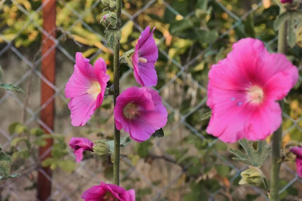 Makro Pohled Fialové Růžové Květy Zahradě Před Železnými Dráty — Stock fotografie