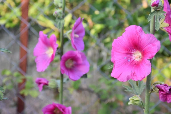 Vista Macro Flores Púrpura Rosa Jardín Frente Alambres Hierro — Foto de Stock